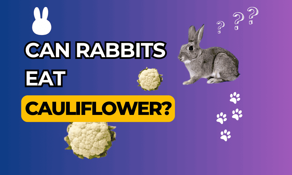 Can Bunnies Eat Cauliflower