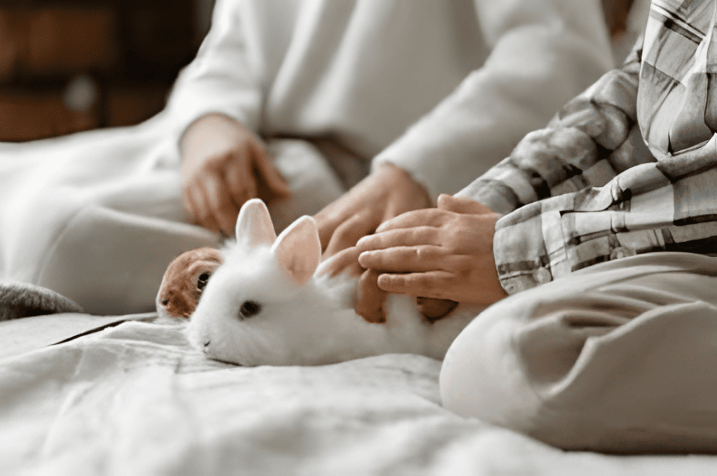 Building Trust and Bonding with baby Rabbit