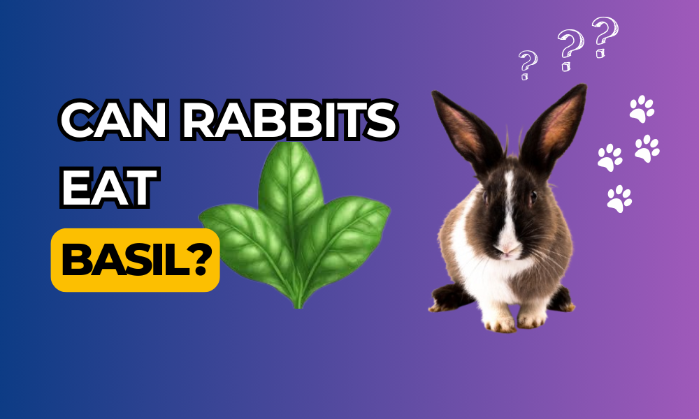 Can Rabbits Eat Basil