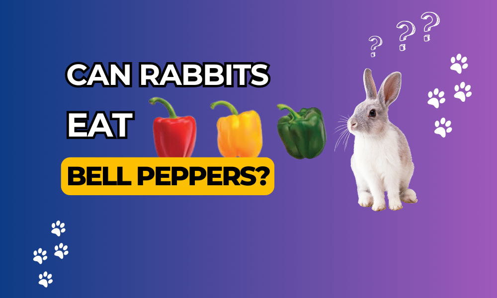 Can Rabbits Eat Bell Peppers - Rabbitslink.com