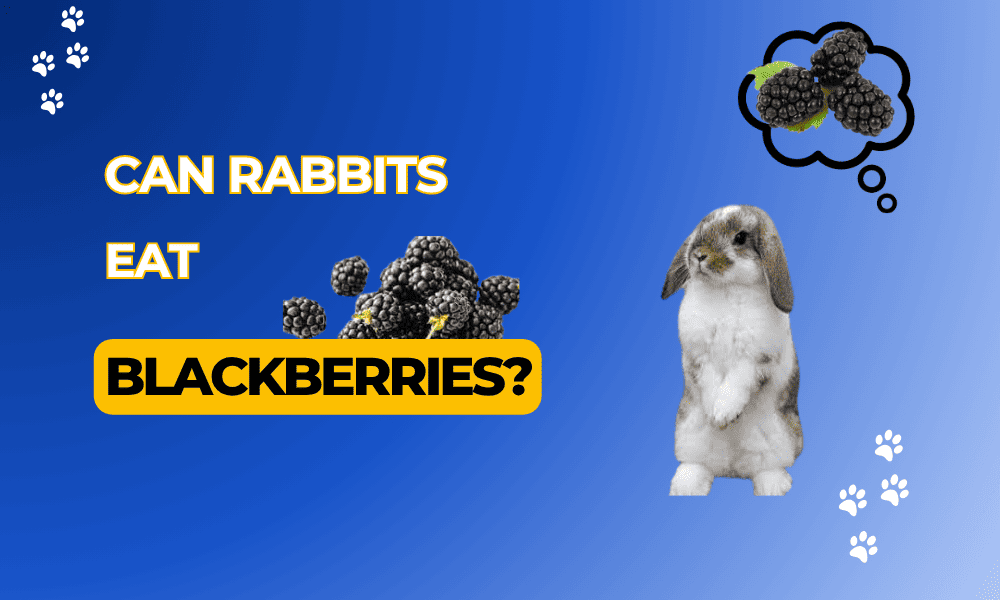 Can Rabbits Eat Blackberries Safely