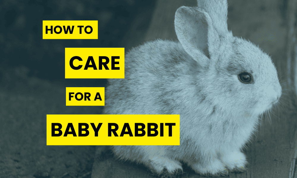 How to Care for a Baby Rabbit