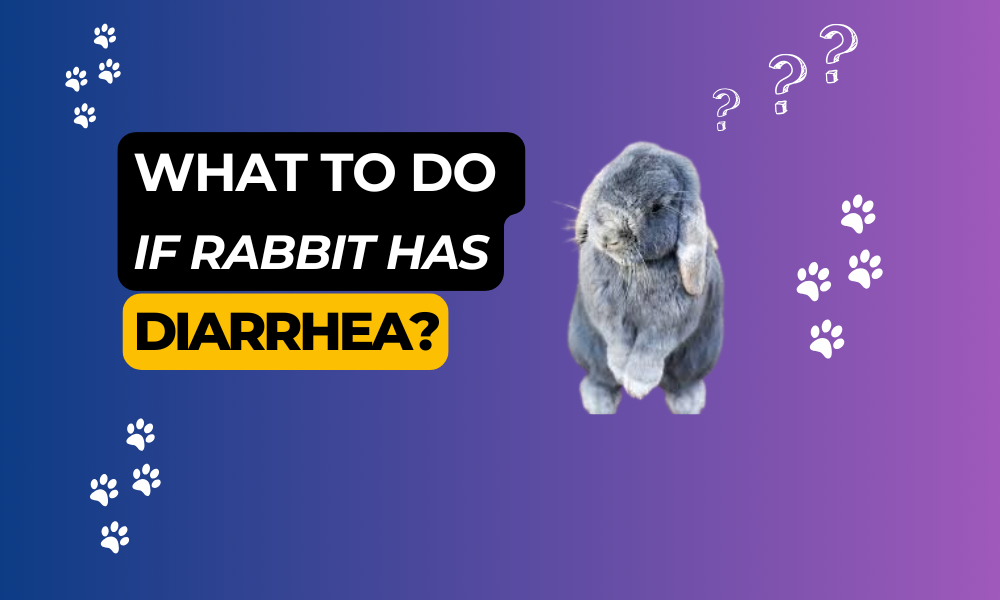 What to Do If Your Rabbit Has Diarrhea