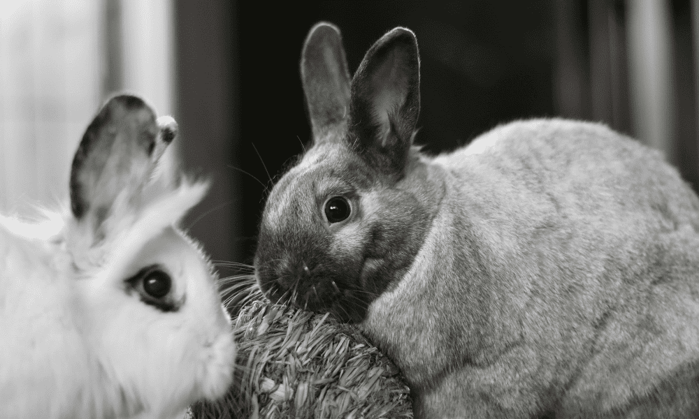 Bringing Outdoor Rabbits Inside