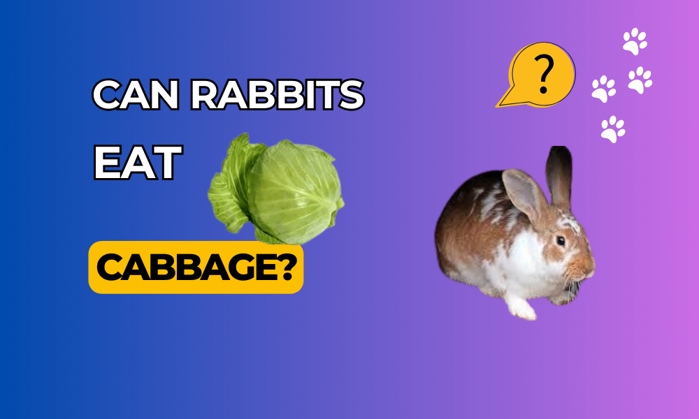 Can Rabbits Eat Cabbage