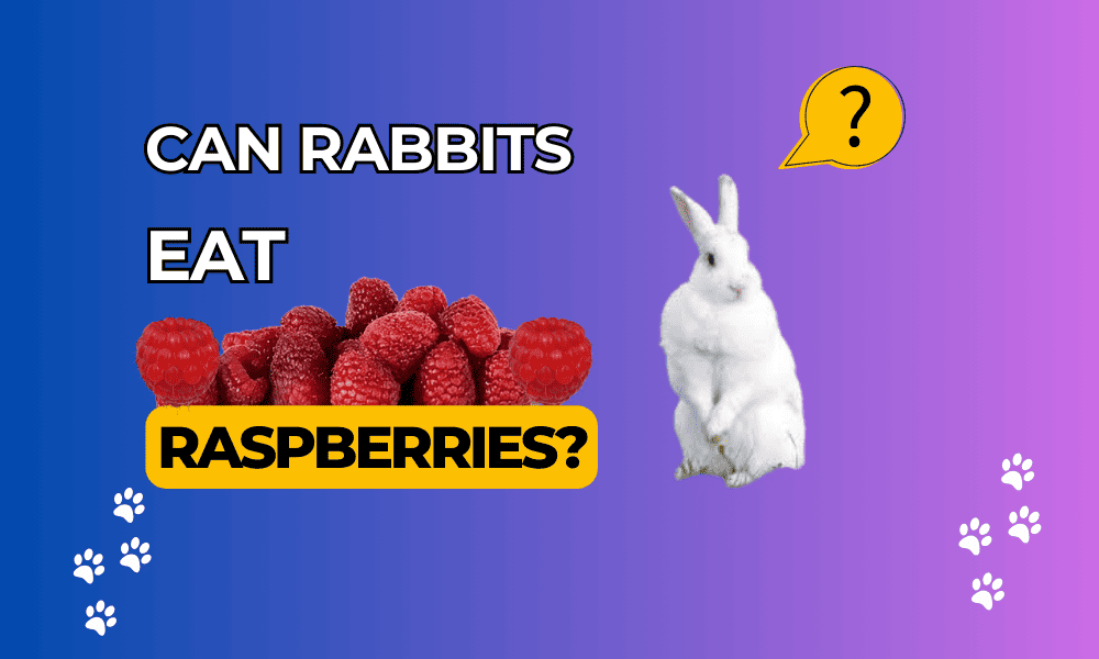 Can Rabbits Eat Raspberries