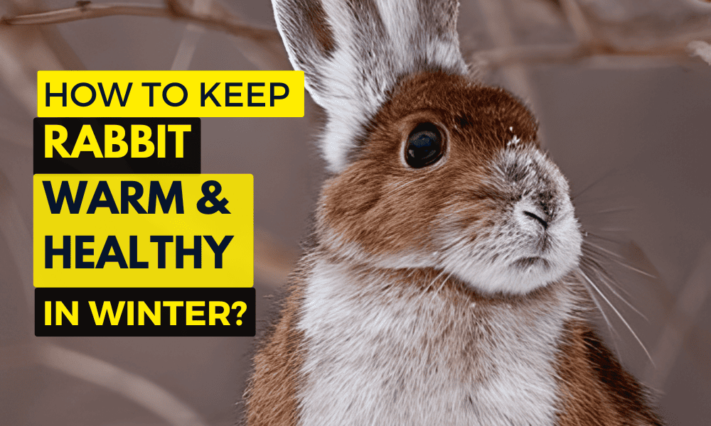 how to keep rabbits warm and healthy in winter