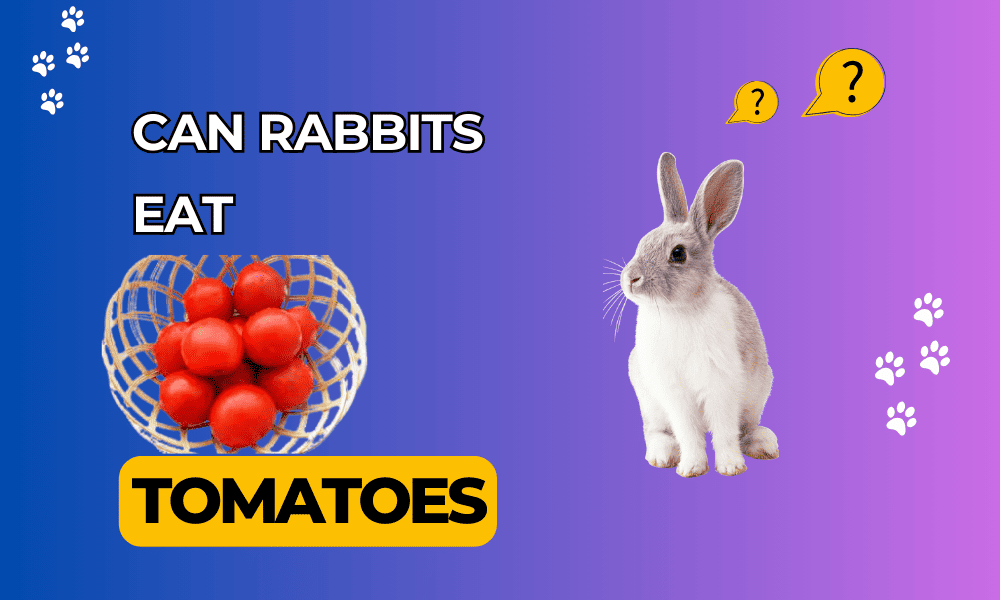 Can Rabbits Eat Tomatoes?