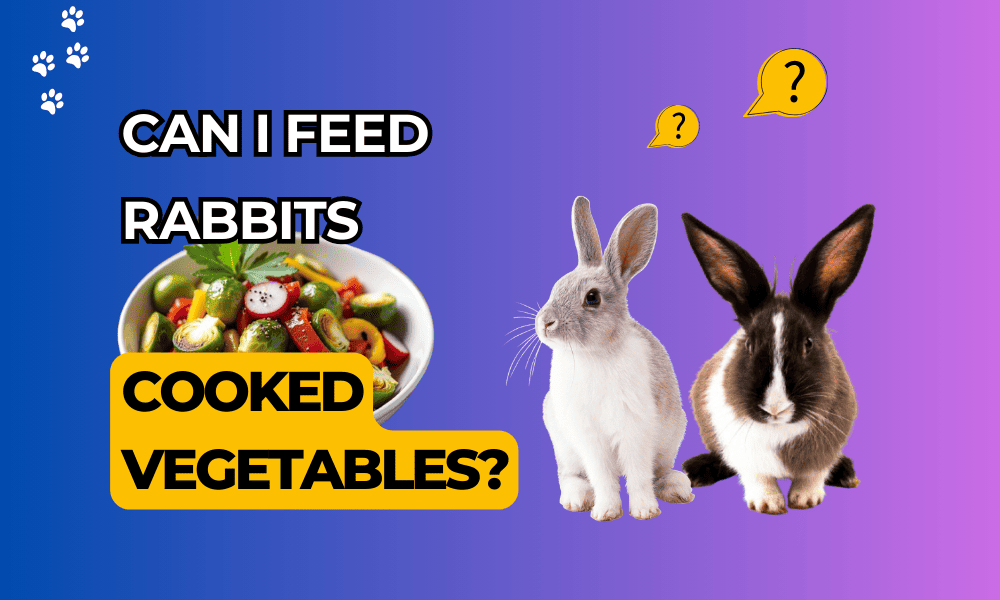 Can I feed my rabbit cooked vegetables