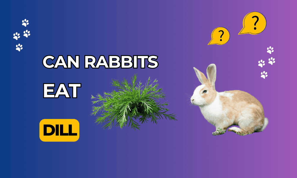 is dill safe for rabbits