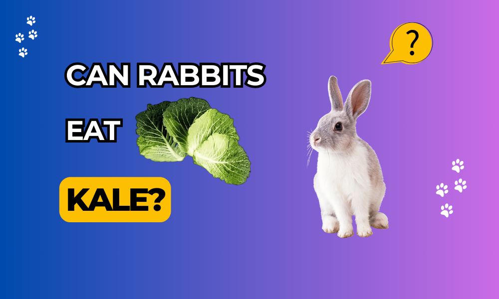 can rabbits eat kale