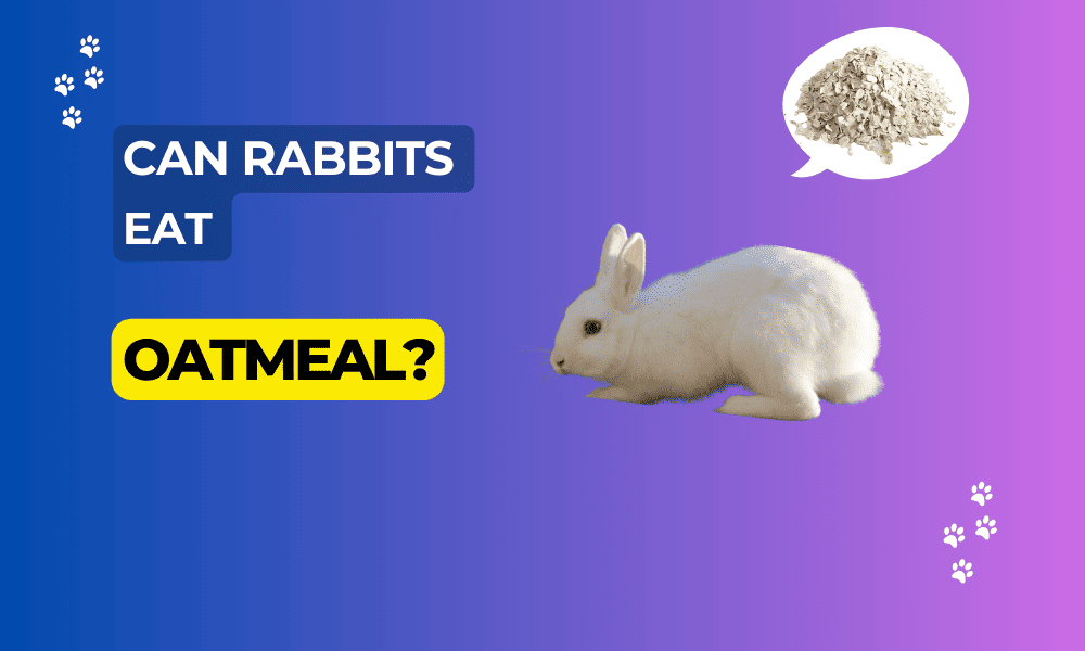 Can Rabbits Eat Oatmeal