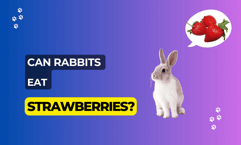 can rabbits eat strawberries