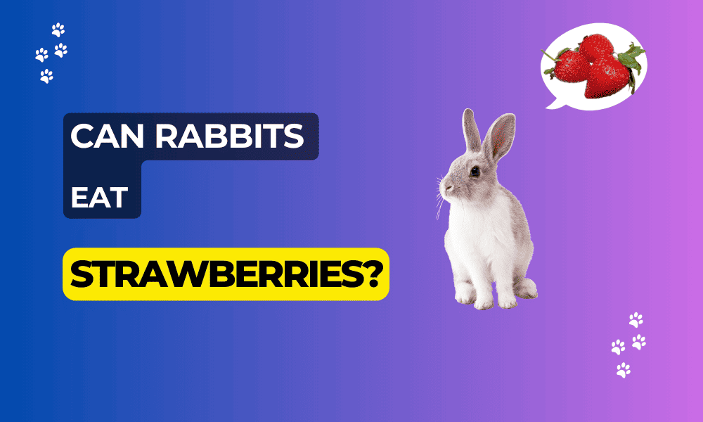 Can rabbits eat strawberries safely