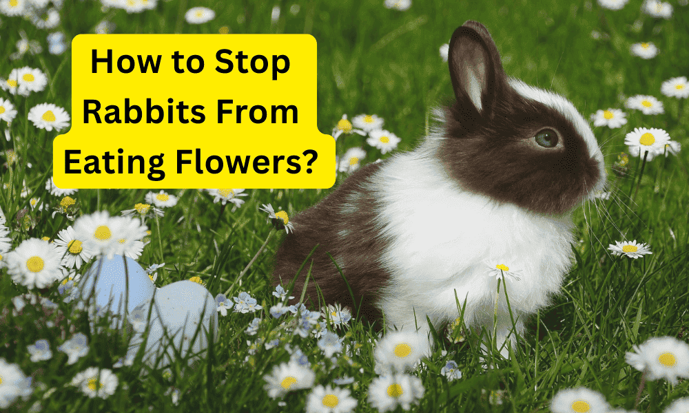 How I can stop rabbit from eating my flowers