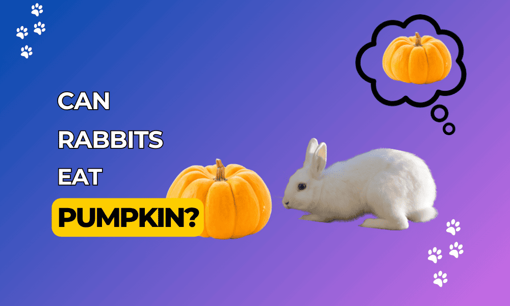 can rabbits eat pumpkins safely