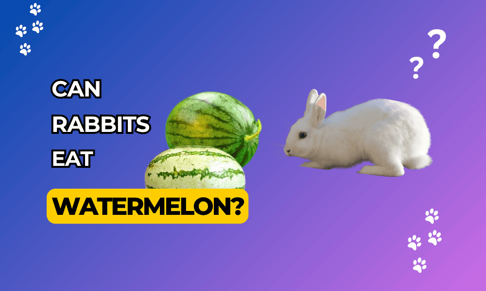 is watermelon safe for rabbits
